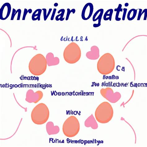 How Does Ovulation Work An In Depth Exploration Of The Female