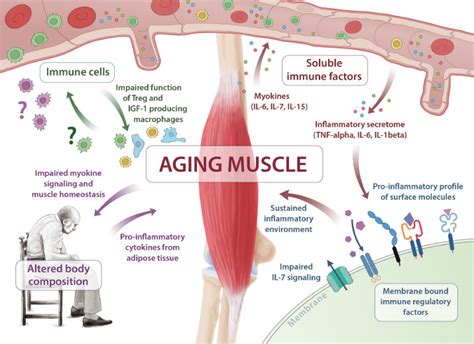 Skeletal Muscle As Potential Central Link Between Sarcopenia And Immune