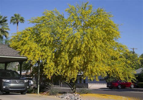 We did not find results for: HYBRID PALO VERDE Parkinsonia hybrid Tip: overwatering ...