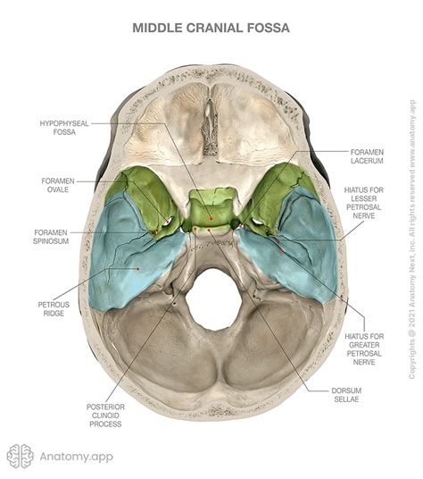 Middle Cranial Fossa Encyclopedia Anatomyapp Learn Anatomy 3d