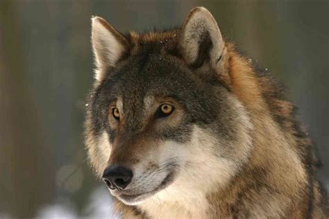 Can A Golden Retriever Kill A Wolf Explained Retriever Advice