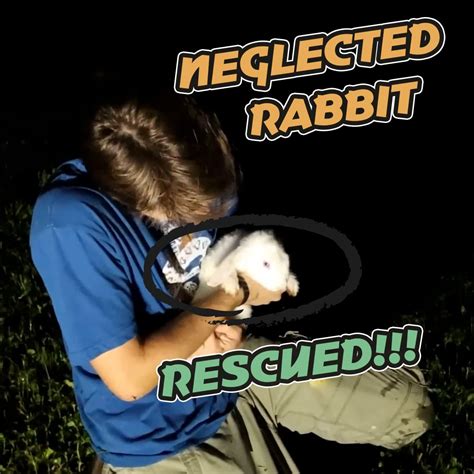 We Rescued Some Abandoned Rabbits Rabbit We Rescued Some Abandoned Rabbits By Jacob Feder