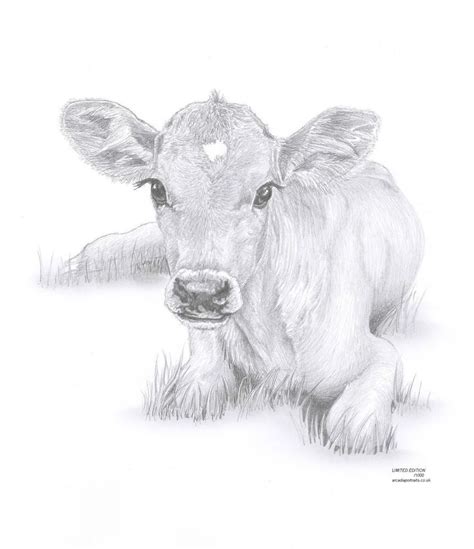 Cow Calf Baby Art Pencil Drawing Limited Edition Picture Print Cow