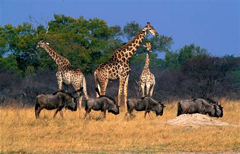 Zimbabwe Wildlife Photos Award Winning Images And Pictures