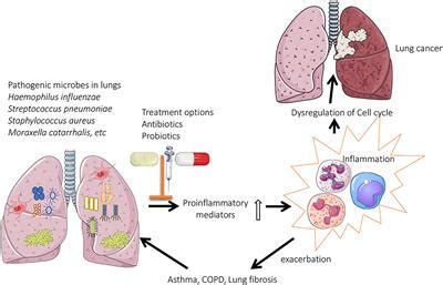 Frontiers Role Of Lung Microbiome In Innate Immune Response
