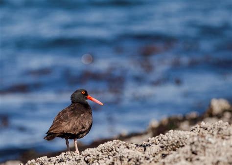 Oystercatcher I Love The Bright Red Beaks Of These Birds Flickr