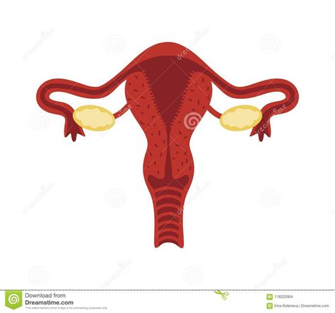 The esophagus is part of the digestive system and is commonly known as the gullet. Female Body Anatomy With Reproductive System Stock Illustration - Illustration of graphic, care ...