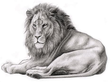 Free 17 Wonderful Lion Drawings In Ai