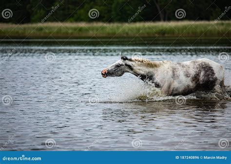 Noble Half Blood Horse Playing And Splashing Water In The Lake Stock