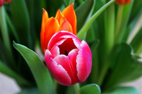 Mit der kostenpflichtigen option kannst du so viele bilder umwandeln, wie du willst. Tulpen Blüte - kostenlose Bilder download | Titania Foto