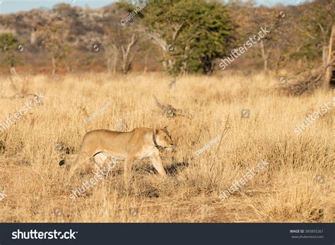 Lioness Panthera Leo On Prowl Early Stock Photo 385855261 Shutterstock