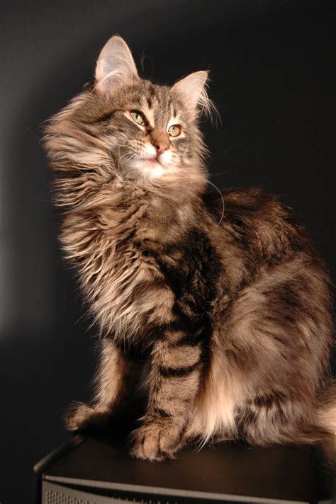 These Are 15 Pictures About Cat Breeds Norwegian Forest
