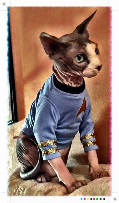 Последние твиты от hairless cats (@hairless_cats). Sphynx cat clothes Leonard Nimoy Mr. Spock for Pet by ...