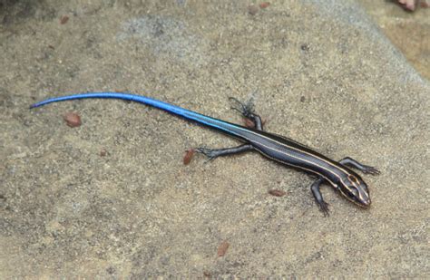 Pacific Blue Tailed Skink Care Guide Reptile Cymru My Race