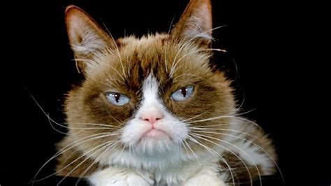 Grumpy Cats Funniest Memes In Honor Of The Famous Feline