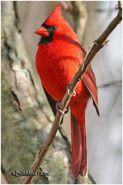 Photo Oiseaux Cardinal Les Plus Belles Photos Par Bonjour Nature