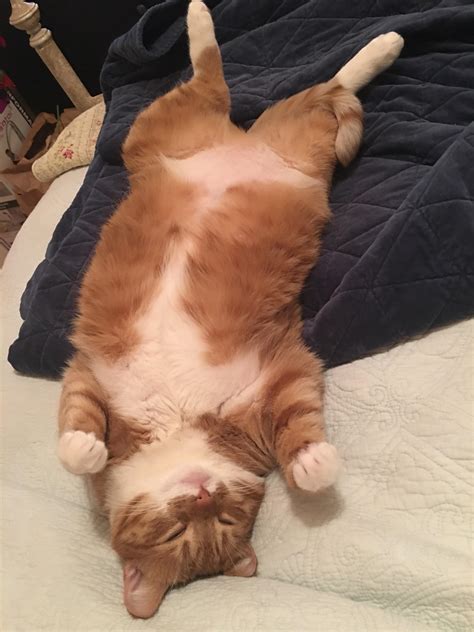 My Happy But Very Fat Cat Named Wallace Aww