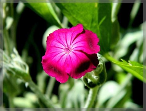 Stosunkowo wysoka, dorasta do 80 cm. Firletka Omszona