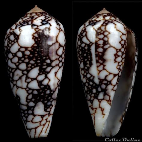 Darioconus Pennaceus Ssp Shells And Fossils Gastropoda Conidae