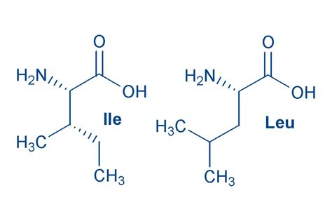 Chart Of Amino Acids And Its 20 Proteinogenic Amino Acids