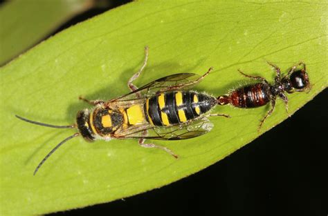 mating wasps mating yellow flower wasps agriomyia species… jenny thynne flickr