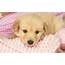 Puppy Wallpapers Free  Wallpaper Cave