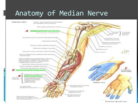 Median Nerve Injury