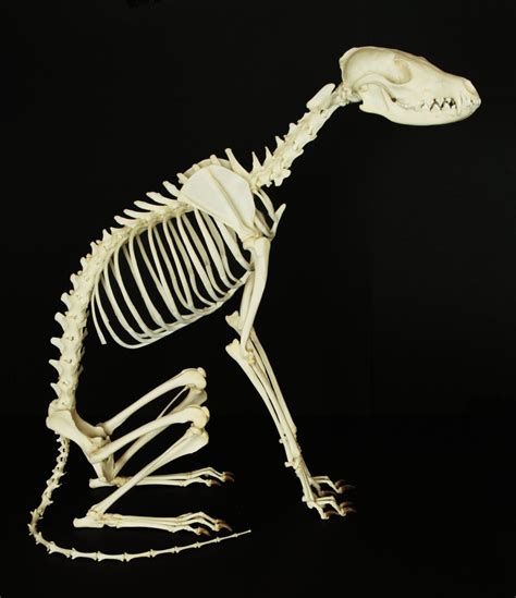 Fox Skeleton 1 Animal Skeletons Canine Drawing Fox Anatomy