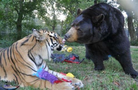 Beste Freunde Seit Fünfzehn Jahren Wie Der Tiger Der Löwe Und Der Bär