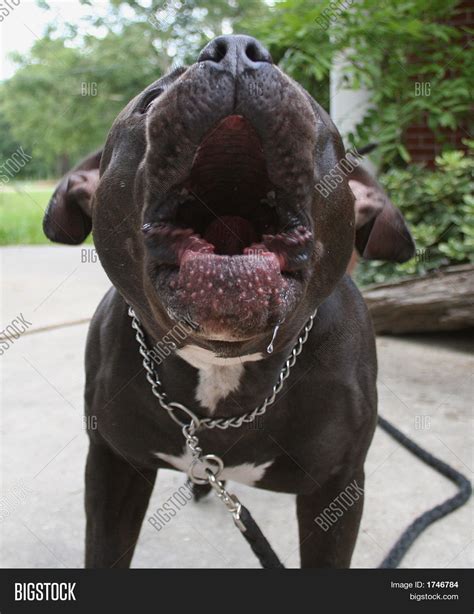 Pit Bull Barking Image And Photo Bigstock