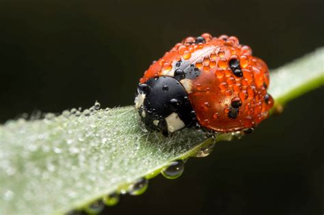 Ladybug Ladybird Artur Rydzewski Nature Photography