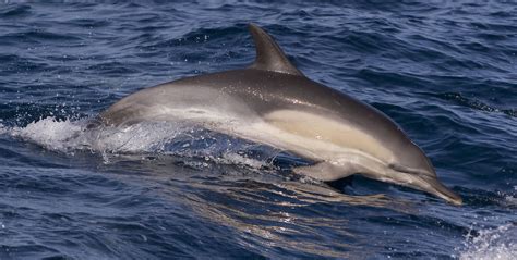 Dolphins have always been magical to me. Long-beaked common dolphin - Whale and Dolphin Conservation
