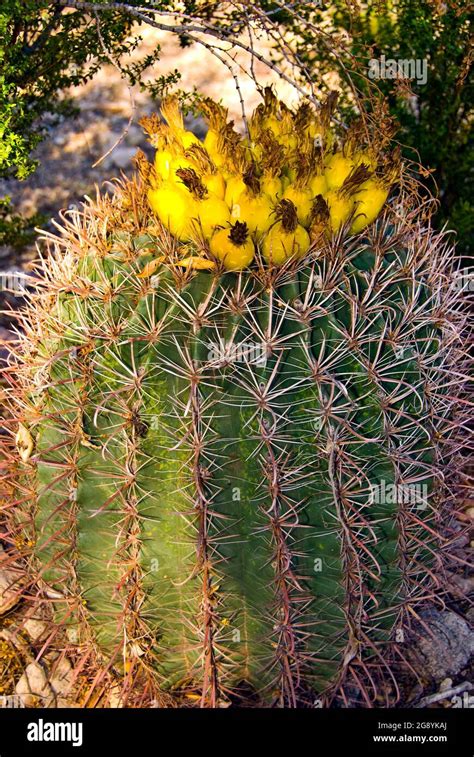 Golden Barrel Cactus In Bloom Arizona Stock Photo Alamy