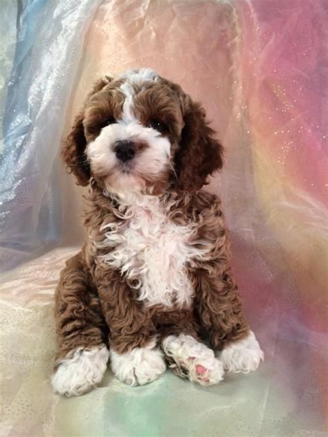 Find local cockapoo puppies for sale and dogs for adoption near you. Cockapoo Puppies for Sale | Cockapoo Breeder in Iowa in ...