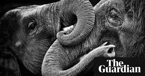 If You Were An Elephant Environment The Guardian