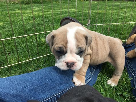 We take all what it takes to make them the most hea. Olde English Bulldogge Puppies For Sale | Spokane Valley, WA #193842
