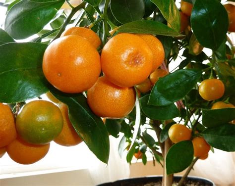 1 Dwarf Calamondin Orange Tree True Dwarf With Tasty Oranges Etsy