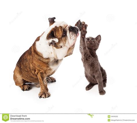 Bulldog And Kitten High Five Stock Photo Image Of Bull