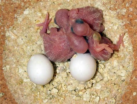 Parakeet Babies Eggs