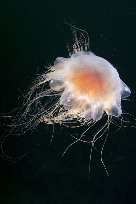 Introduction To Identification Of Jellyfish And Jelly Like Animals