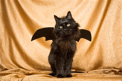Bat Cat By Stocksy Contributor Meghan Pinsonneault Stocksy