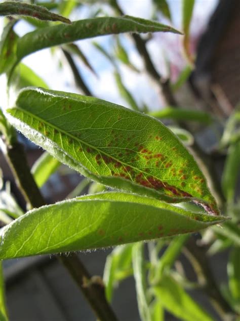 Help Please Identifying Disease On Pear Tree Leaf