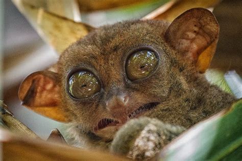 Cute Funny Animalz Funny Tarsier New Nice Photos And Wallpapers 2013