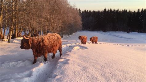 Scottish Highland Cattle In Finland Sunrise Cows And Calves 5th Of