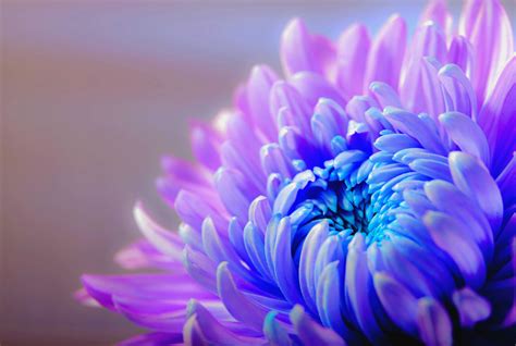 Free Images Nature Blossom Purple Petal Bloom Color Blue Pink