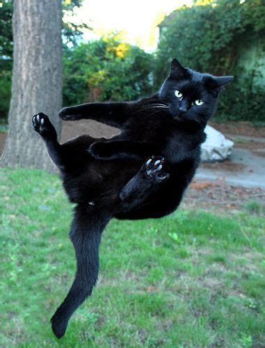 Just Another Day For This Flying Black Kitty Funny Cats Cats Cat Facts