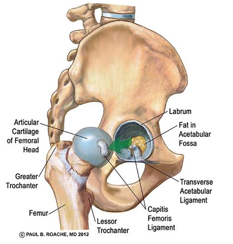 Hip and lower back pain are a common combination of pain associated with disorders i see on a daily basis. 1000+ images about Anatomy 101 on Pinterest | Si joint, Yoga poses and Knee pain