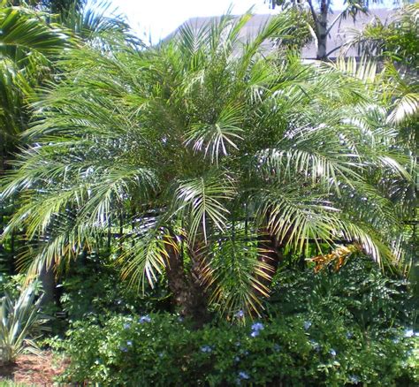 Majestic Palm Trees