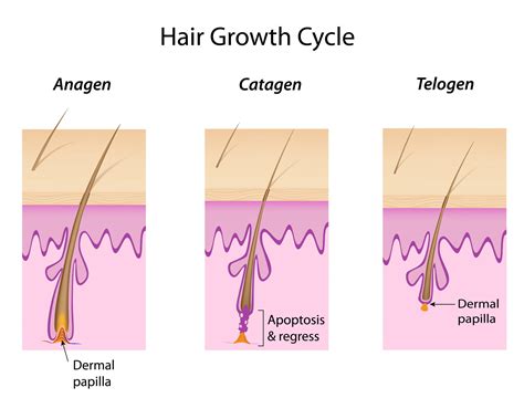 The Truth About Hair Loss In Both Men And Women Healthgardeners