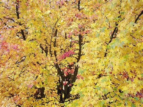 Yellow Pink Autumn Trees Art Prints T Framed Photography Colorful